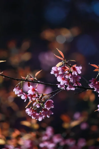 Νωρίς Χειμώνα Λουλούδια Πλήρη Άνθιση — Φωτογραφία Αρχείου