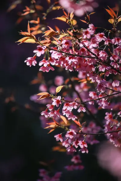 Flores Início Inverno Plena Floração — Fotografia de Stock