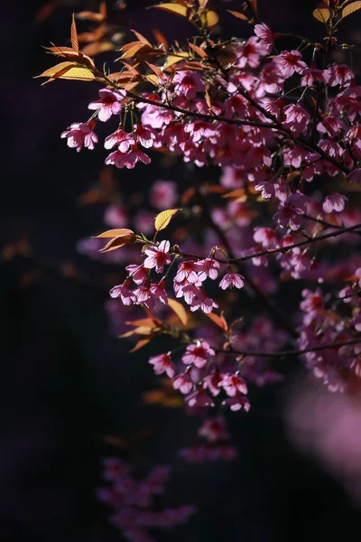 Flores Início Inverno Plena Floração — Fotografia de Stock