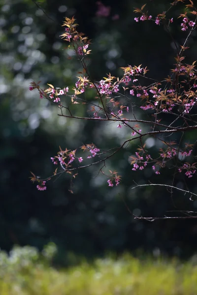 Νωρίς Χειμώνα Λουλούδια Πλήρη Άνθιση — Φωτογραφία Αρχείου