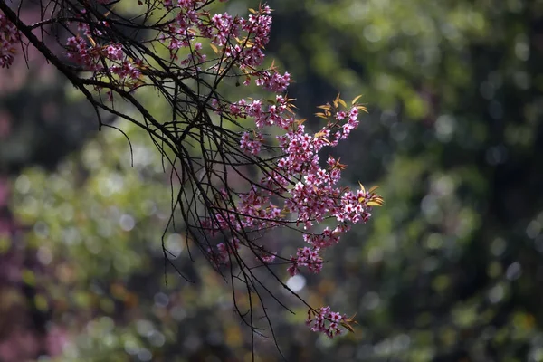 Flores Início Inverno Plena Floração — Fotografia de Stock