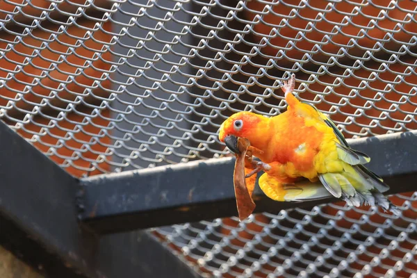 Parrots Large Cage — Stock Photo, Image