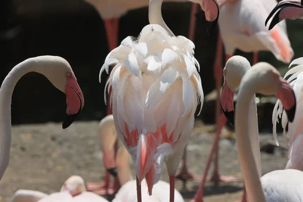Güzel beyaz ve pembe flamingolar sürülerinin tadını çıkarıyor..