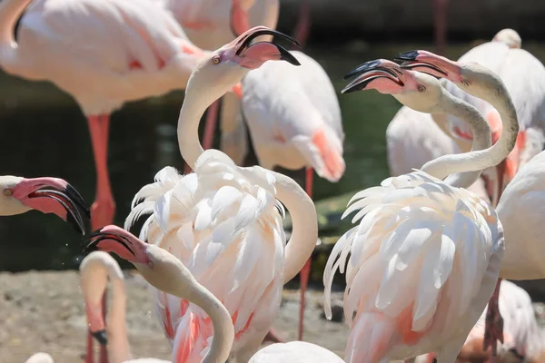 Güzel beyaz ve pembe flamingolar sürülerinin tadını çıkarıyor..