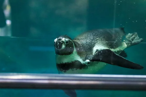 Penguins Simma Vatten Och Sola — Stockfoto