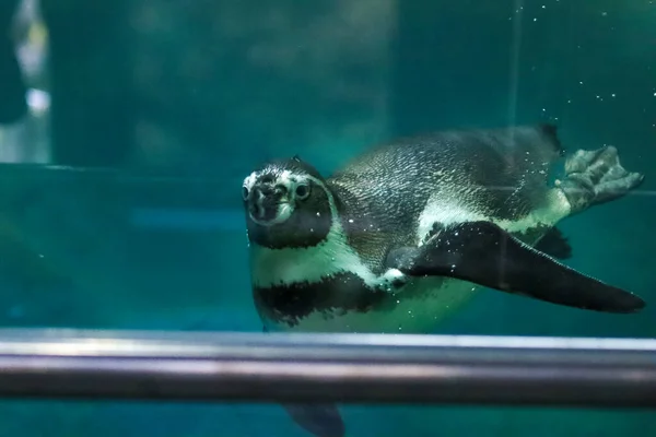 ペンギンは水中を泳ぎ日光浴をします — ストック写真