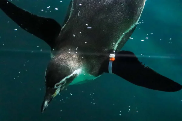 ペンギンは水中を泳ぎ日光浴をします — ストック写真