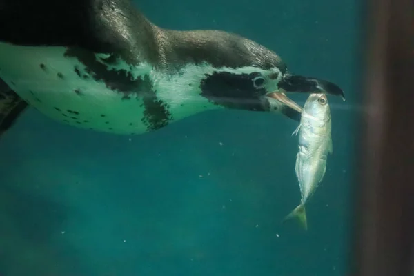 Pinguine Schwimmen Unter Wasser Und Sonnen Sich — Stockfoto