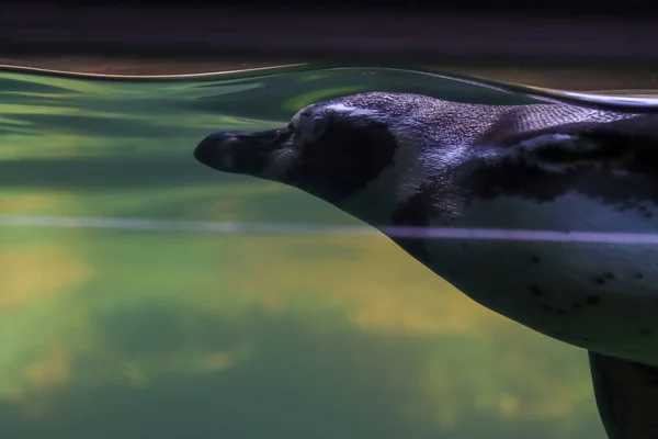 Los Pingüinos Nadan Bajo Agua Toman Sol —  Fotos de Stock