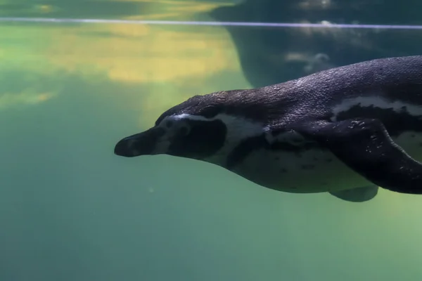 ペンギンは水中を泳ぎ日光浴をします — ストック写真