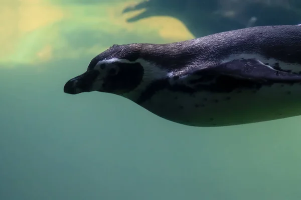 Los Pingüinos Nadan Bajo Agua Toman Sol —  Fotos de Stock