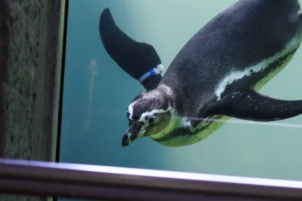 Tučňáci Plavou Pod Vodou Opalují — Stock fotografie