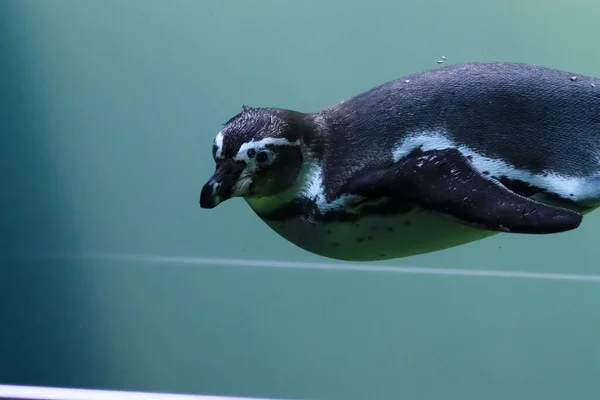 ペンギンは水中を泳ぎ日光浴をします — ストック写真