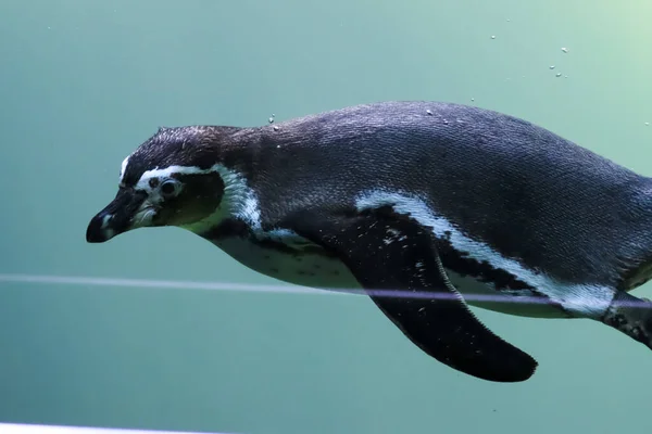 Penguins Simma Vatten Och Sola — Stockfoto
