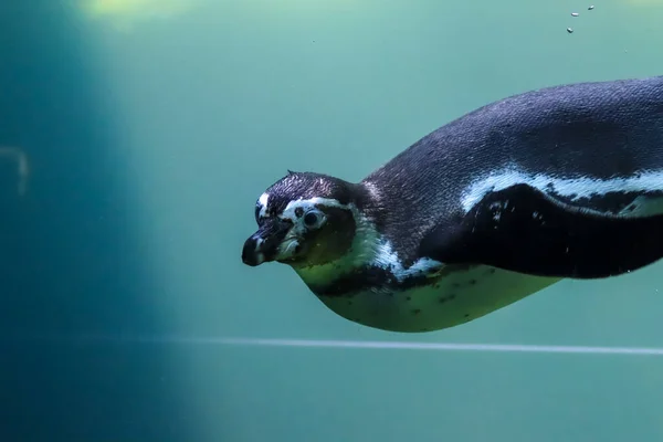 ペンギンは水中を泳ぎ日光浴をします — ストック写真