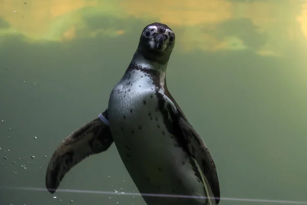 ペンギンは水中を泳ぎ日光浴をします — ストック写真