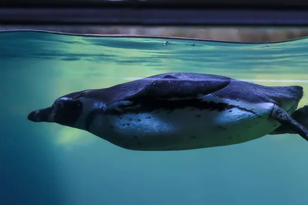 ペンギンは水中を泳ぎ日光浴をします — ストック写真