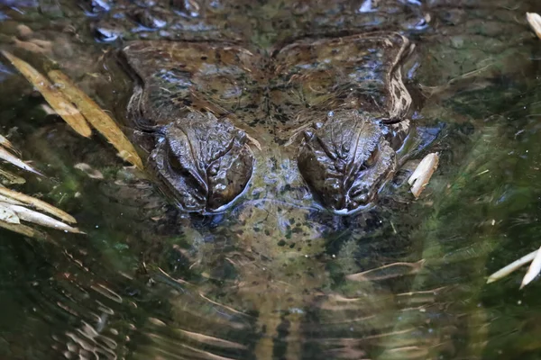 Krokodilen Reste Sig Vattnet Med Hemska Ögon Och Hade Vackra — Stockfoto