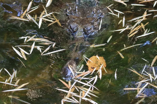Krokodil Kwam Met Afschuwelijke Ogen Uit Het Water Had Prachtige — Stockfoto