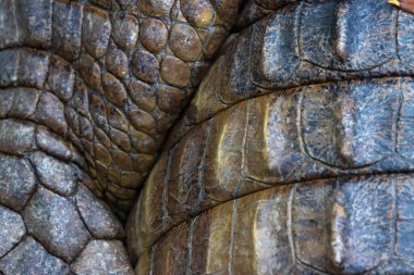 Timsah korkunç gözlerle sudan çıktı ve vücudunda güzel deri izleri vardı..