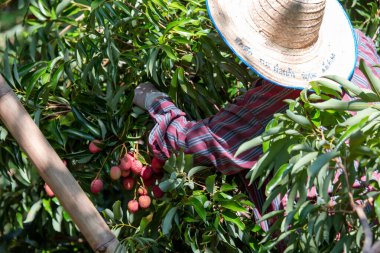 Bahçıvanlar parlak kırmızı lychees sınıflandırıyor. Yazın olgunlaşır