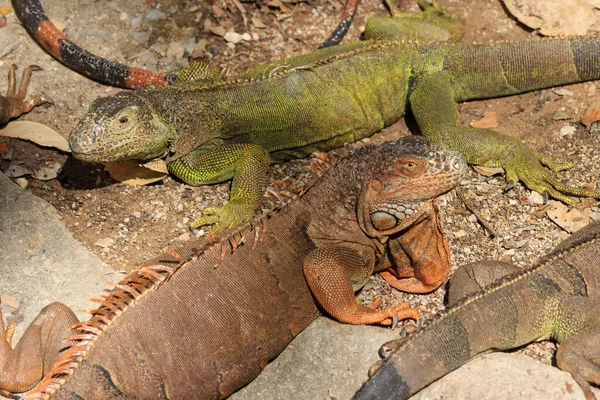 Nær Stor Grønn Iguana Latinsk Navn Iguana Iguana Som Forsvarer – stockfoto