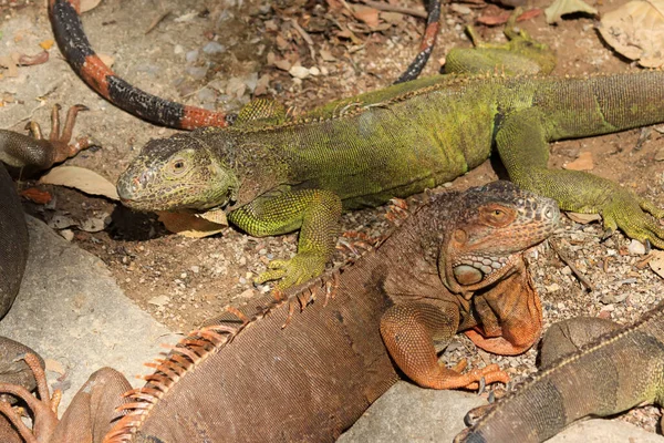 靠近一只绿色的大型鬣蜥 拉丁语 Iguana Iguana 在佛罗里达南部保卫领地 基韦斯特 土拨鼠并非原产于佛罗里达州 因此被认为是入侵物种 — 图库照片