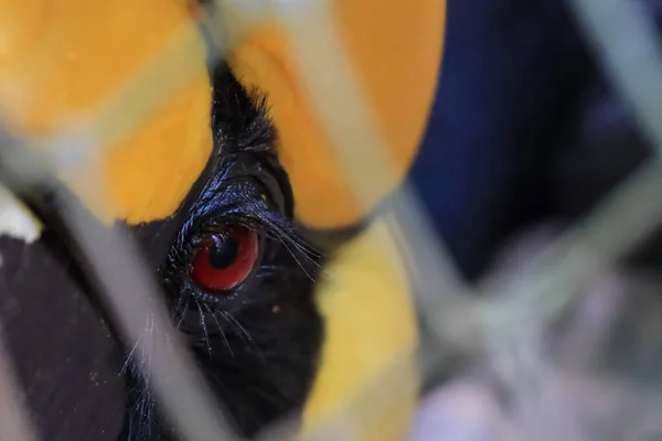 Hornbill Cage Sad Eyes — Stock Photo, Image