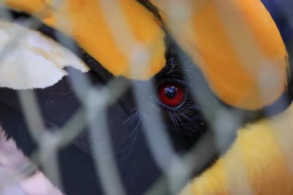 Hornbill Cage Sad Eyes — Stock Photo, Image
