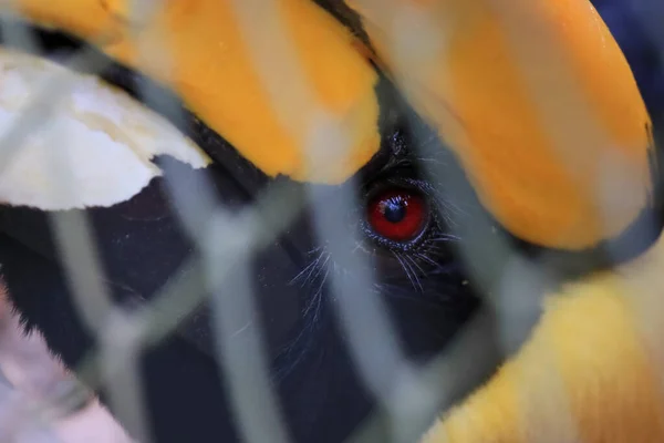 Hornbill Cage Sad Eyes — Stock Photo, Image