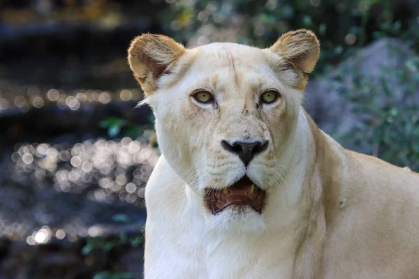 Formidable Female White Lion Close — Stock Photo, Image