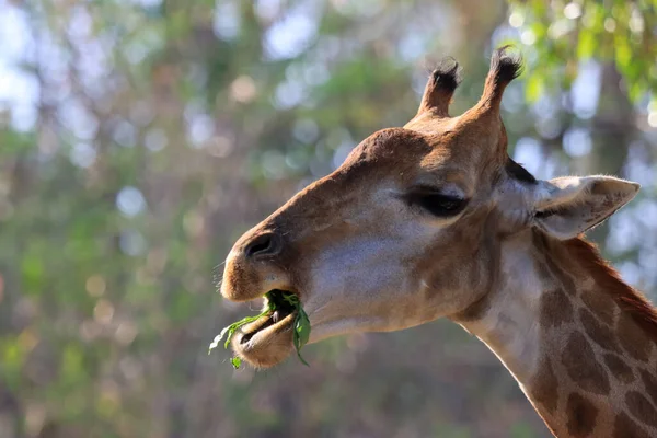 Una Jirafa Cerca Cabeza Que Está Comiendo Comida —  Fotos de Stock