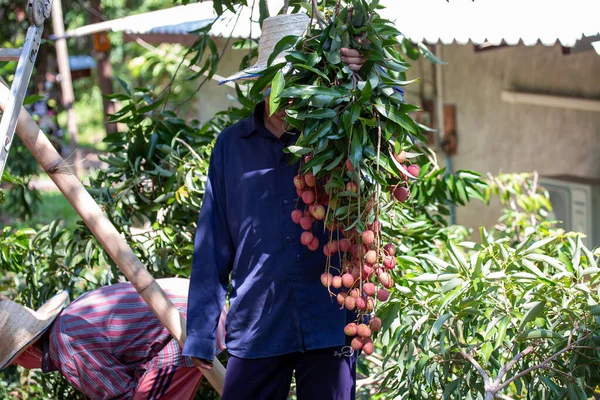 Jardineiros Que Classificam Lichia Vermelha Brilhante Maduro Verão — Fotografia de Stock