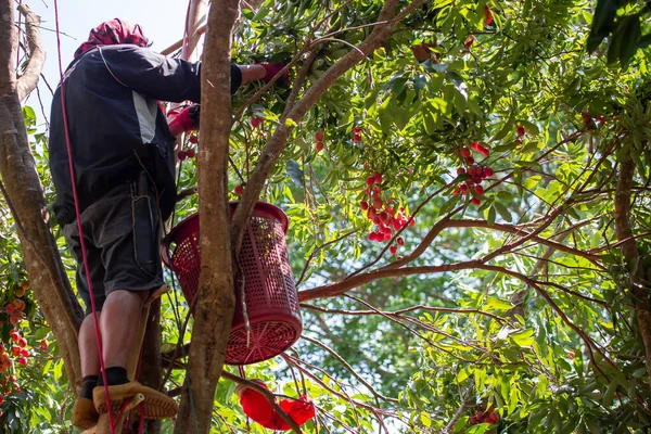 Litchi Rouge Vif Pousse Sur Arbre Être Récolté Thaïlande Jardin — Photo