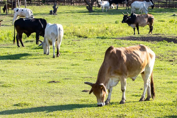 Uma Vaca Grande Muita Carne Fazenda Agricultura Gramado Área Gado — Fotografia de Stock
