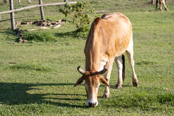 Большая Корова Много Мяса Стоит Ферме Сельскохозяйственной Газонной Области Скота — стоковое фото