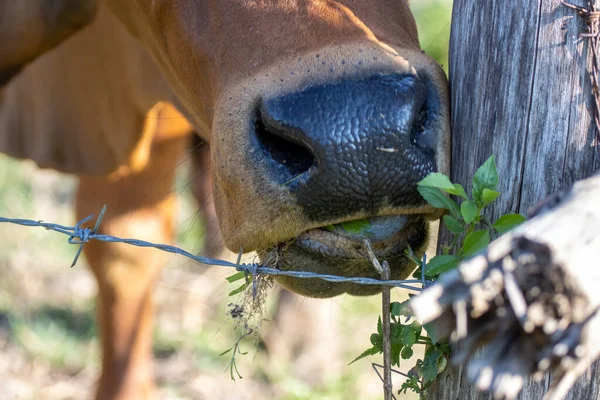 A cow eating grass beside a barbed wire The young grass of the cow that cows like the idea of getting good things