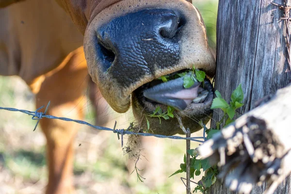 A cow eating grass beside a barbed wire The young grass of the cow that cows like the idea of getting good things