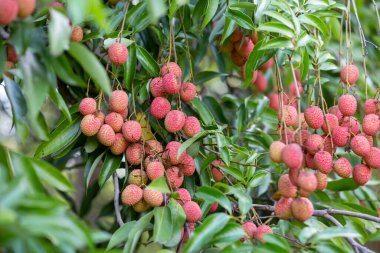 Yakın plan, büyük kırmızı liçi, bir sürü meyve. Tarım bahçesinde yeşil yapraklı lychee ağacı Tayland 'da yaz tatlıdır..