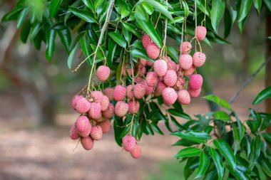 Yakın plan, büyük kırmızı liçi, bir sürü meyve. Tarım bahçesinde yeşil yapraklı lychee ağacı Tayland 'da yaz tatlıdır..