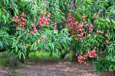 Yakın plan, büyük kırmızı liçi, bir sürü meyve. Tarım bahçesinde yeşil yapraklı lychee ağacı Tayland 'da yaz tatlıdır..