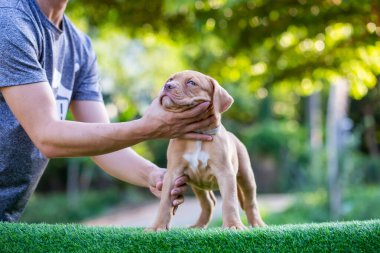 Şirin köpek yavrusu pitbull melez, beyaz benekli, kahverengi benekli güzel yeşil çimenler çok komik ve sevimli görünüyor. Sahibini sevmek gibi bir alışkanlığı var. Karışık köpek kulübesi.
