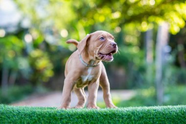Şirin köpek yavrusu pitbull melez, beyaz benekli, kahverengi benekli güzel yeşil çimenler çok komik ve sevimli görünüyor. Sahibini sevmek gibi bir alışkanlığı var. Karışık köpek kulübesi.