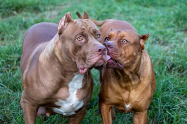 Kafasından vurulmuş Amerikan pitbull teriyeri çimenlikteki büyük kahverengi korkutucu görünüyor ama pitbull aslında sevimli, oyuncu bir karaktere sahip ve sahibini seviyor. Ve komik görünüyor.