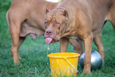 Bahçede sarı kovalı iri kahverengi pitbull. Köpekler çok su yer. 