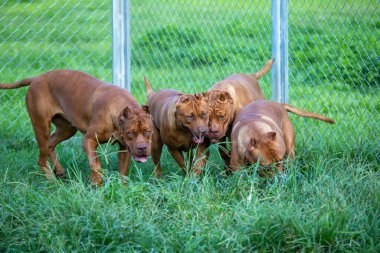 Pitbullar kafesteki yeşil çimlerin üzerinde mutlu bir şekilde koştular. Birçok insan bunu vahşi olarak görme eğilimindedir. Ama görünüşü komik ve sevimli. Büyük kahverengi bir sahibini sevmek gibi bir alışkanlığı var.