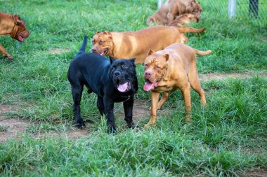 Pitbullar kafesteki yeşil çimlerin üzerinde mutlu bir şekilde koştular. Birçok insan bunu vahşi olarak görme eğilimindedir. Ama görünüşü komik ve sevimli. Büyük kahverengi bir sahibini sevmek gibi bir alışkanlığı var.