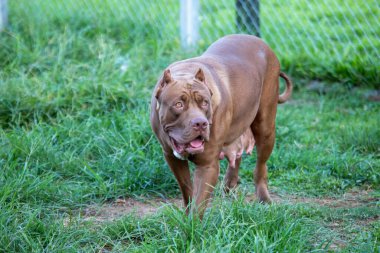 Geniş bir kafeste çimenlikte büyük bir pitbull. Mükemmel köpek Bazı Çukur Mavi Köpekler vahşi olarak kabul edilir. Ama Çukur Mavi sevimli ve eğlenceli. Ve sahibini sev.