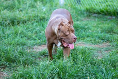 Geniş bir kafeste çimenlikte büyük bir pitbull. Mükemmel köpek Bazı Çukur Mavi Köpekler vahşi olarak kabul edilir. Ama Çukur Mavi sevimli ve eğlenceli. Ve sahibini sev.