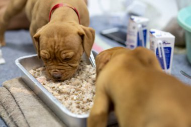 Tavuk göğsü, inek sütü ve kuru köpek mamasından yapılmış köpek maması. Küçük, açık kahverengi yüzlü, tombul saçlı bir köpek yavrusu.,